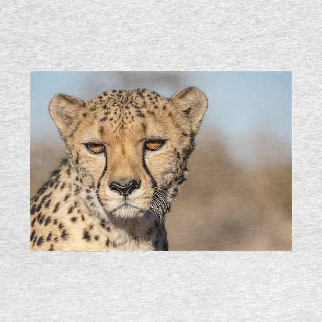 Cheetah. by sma1050